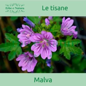 Erboristeria Erbe e Natura Erbamea Tisana Malva Foglie e Fiori