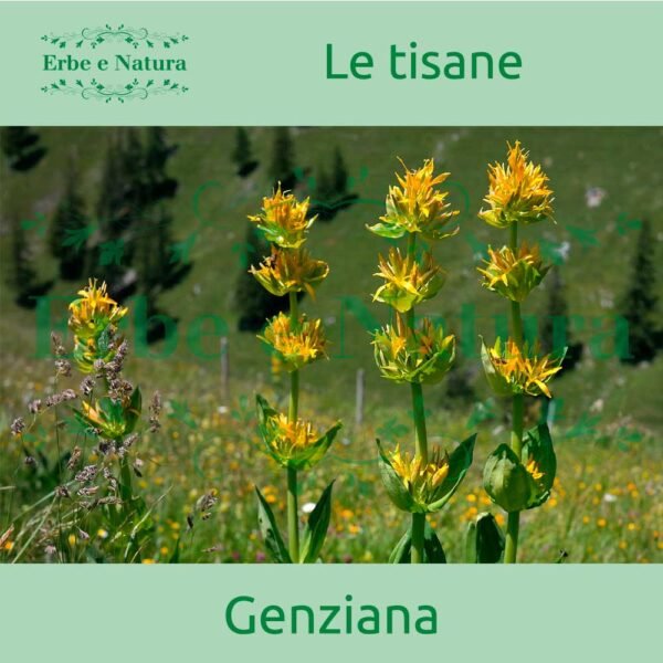 Erboristeria Erbe e Natura Erbamea Tisana Genziana Radice