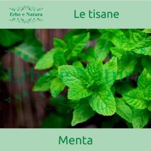 Erboristeria Erbe e Natura Erbamea Tisana Menta Dolce