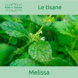 Erboristeria Erbe e Natura Specchiasol Tisana Melissa Foglie