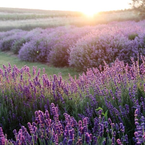 Erboristeria Erbe e Natura Neavita Lavanda Fiori