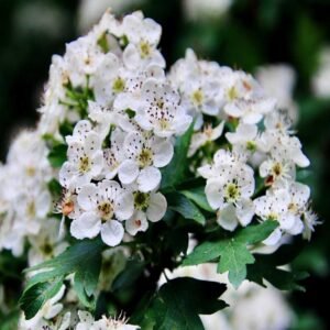 Erboristeria Erbe e Natura Specchiasol Tisana Biancospino 100 g