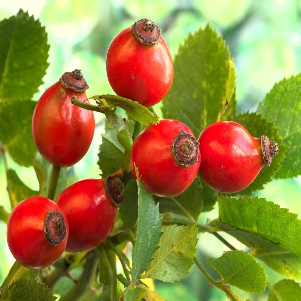 Erboristeria Erbe e Natura Erbamea Tisana Rosa Canina Bio 100 g