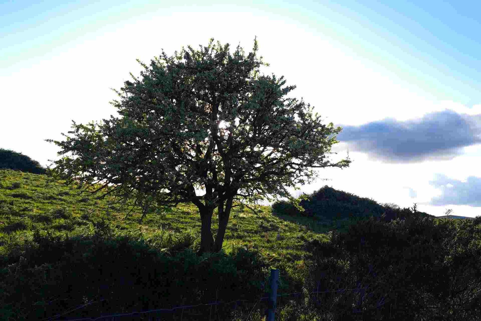 Erboristeria Erbe e Natura Blog