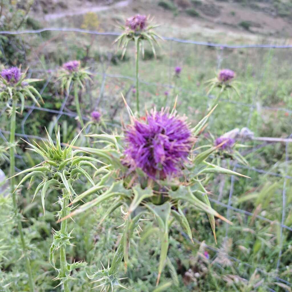 Erbe officinali depurative per il fegato in primavera Erbe e Natura