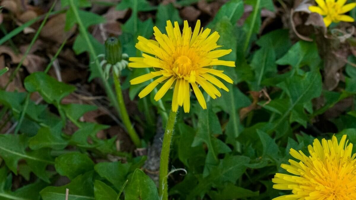 Depurazione Primaverile 2026: Guida alle 5 Piante Officinali per Rigenerare Fegato e Organismo