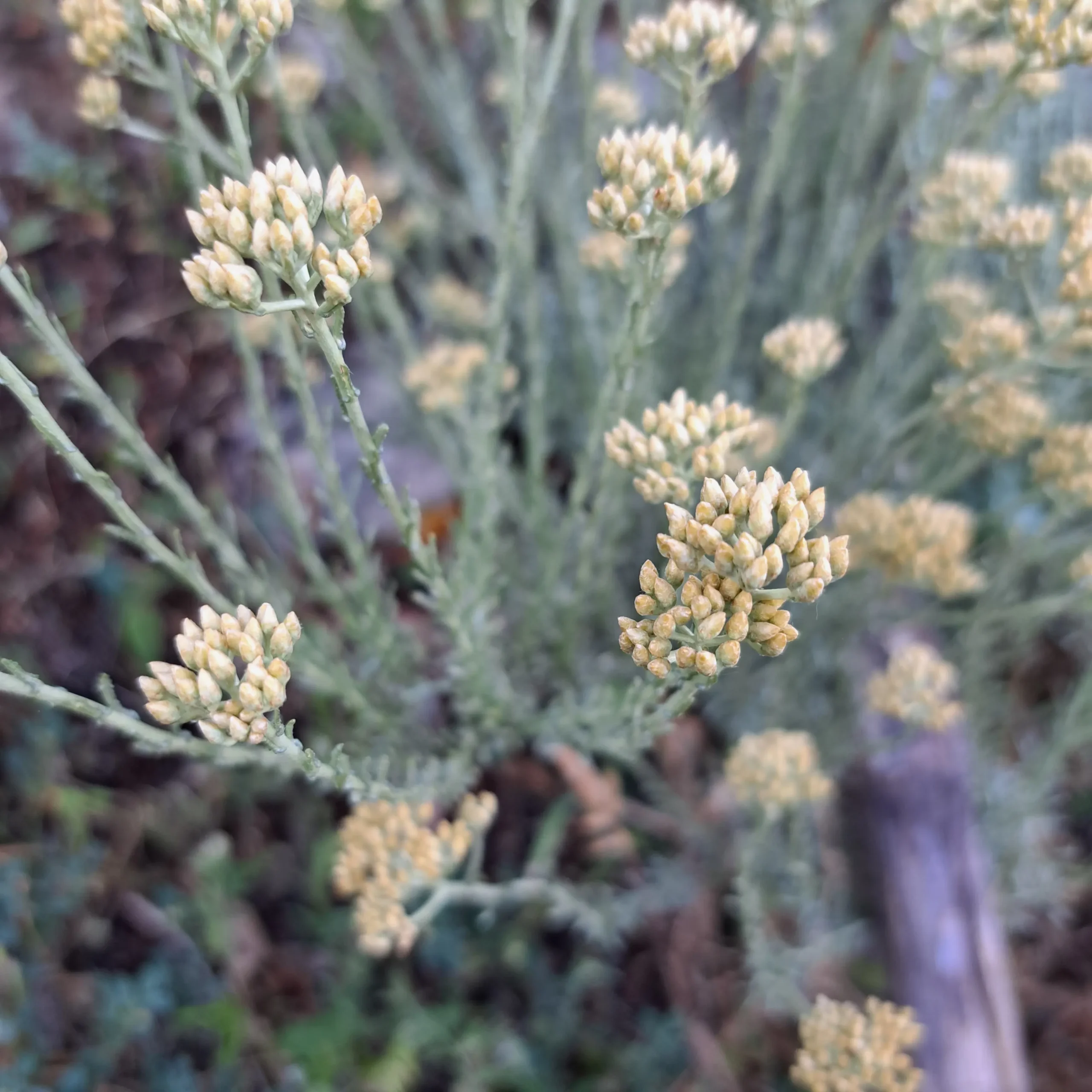 Elicriso durante le passeggiate esperienziali Sardegna