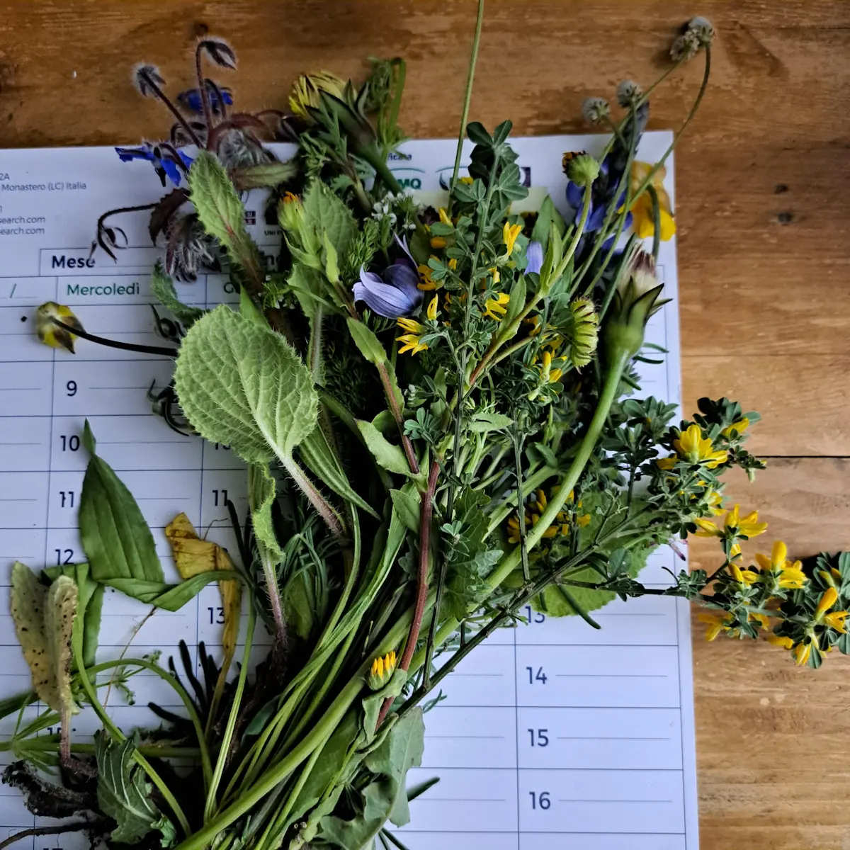 Fiori di Bach e Fitoterapia: Masterclass Energetica a Goni